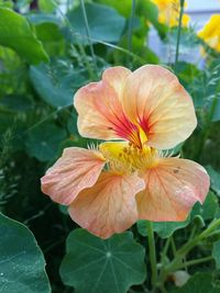 Close-up of beautiful flower