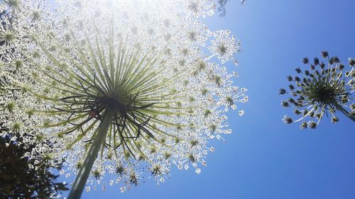 Low angle view of trees against blue sky