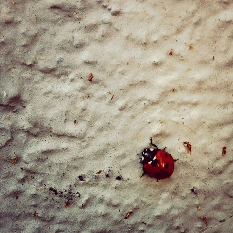 red, insect, animal themes, high angle view, animals in the wild, food and drink, close-up, wildlife, one animal, food, nature, ladybug, no people, fruit, day, selective focus, outdoors, freshness, healthy eating, focus on foreground