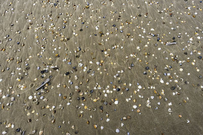 Full frame shot of shells on beach