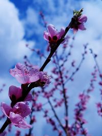 Close-up of pink cherry blossoms in spring