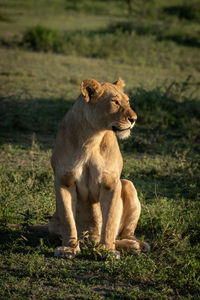 Big cat on grass