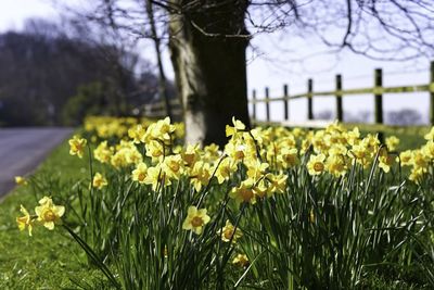 Close-up of yellow flowering plants on field