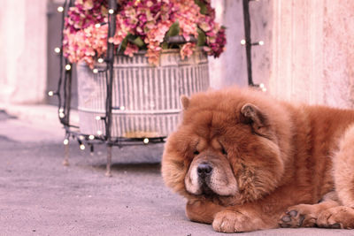 View of a dog sleeping