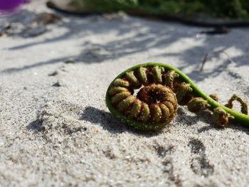 Close-up of crab on sand