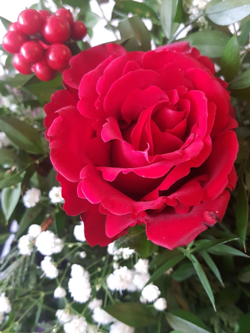 CLOSE-UP OF RED ROSE