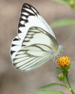 Close-up of butterfly on flower