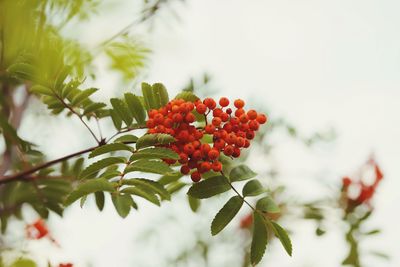 Close-up of red berries growing on tree