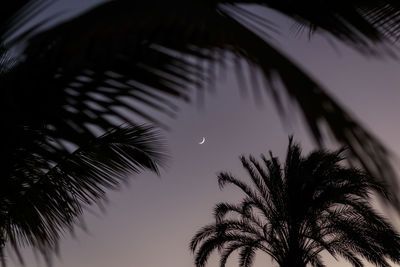 Low angle view of palm trees against clear sky