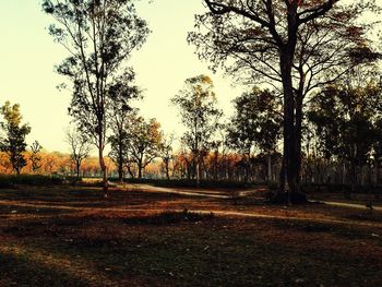 Trees on landscape during sunset