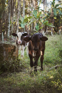 Cows standing in a field