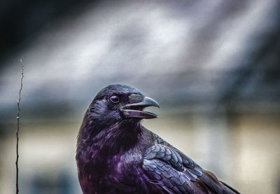 Close-up of bird perching outdoors