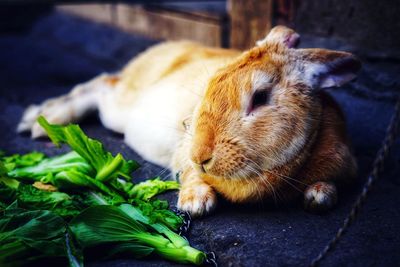 Close-up of a eating food