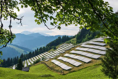 Photovoltaic solar power station, farm located on a mountains slope in the alps, green trees, grass