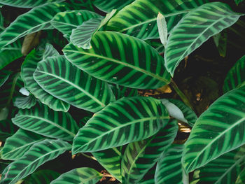 Full frame shot of fresh green leaves