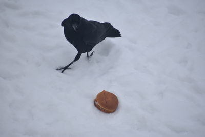 High angle view of bird on snow covered field