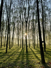 Sunlight streaming through trees in forest