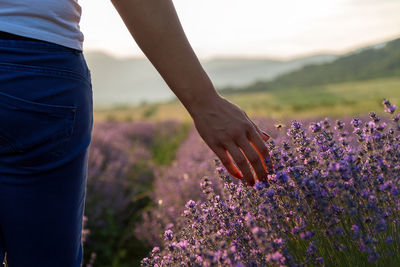 Touching the lavender at summer days