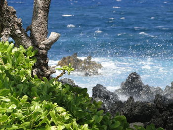 Close-up of tree by sea against sky