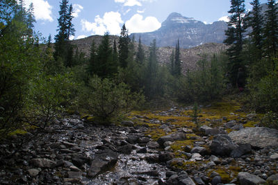 Stream flowing through forest