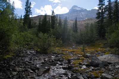 Stream with mountain in background
