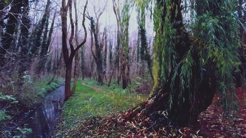 Panoramic shot of trees growing in forest