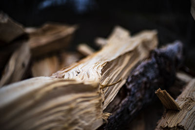 Close-up of logs on wood