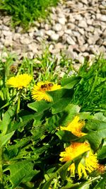 Close-up of yellow flowers on plant