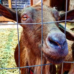 Close-up of goat in zoo