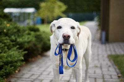 Portrait of dog on footpath