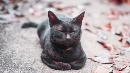 Close-up portrait of black cat sitting outdoors