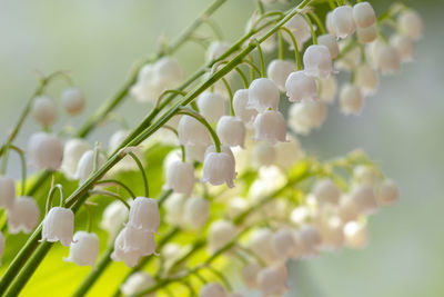 Close-up of white flowering plant