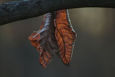 Close-up of dry leaf on branch