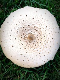 Close-up of mushroom growing on grassy field