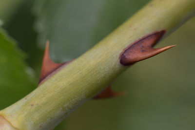 Close-up of plant