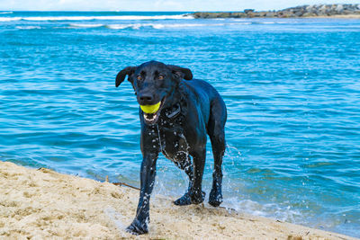 Dog on beach