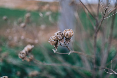 Close-up of wilted plants