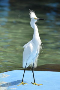 White bird against lake