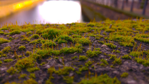 Close-up of mushroom growing on moss