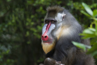 Portrait of a monkey