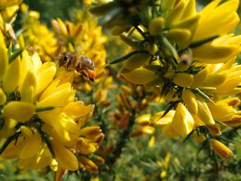 Close-up of bee on yellow flowers