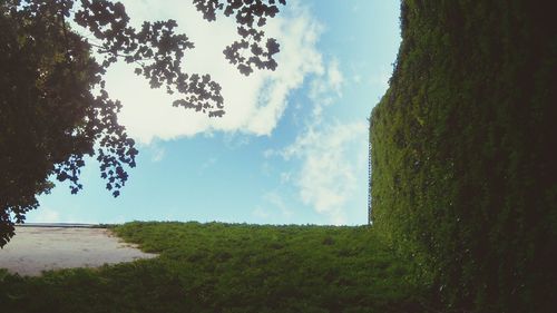 Trees on field against cloudy sky