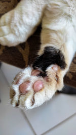 White, black and pink cat paw