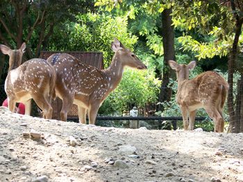 Deer standing in zoo