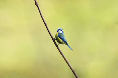 Close-up of bird perching on twig