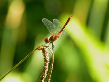 Close-up of dragonfly on plant