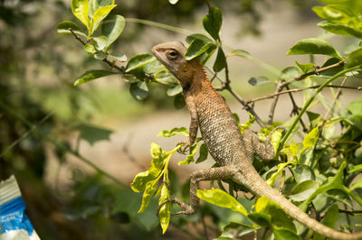 View of a lizard on branch