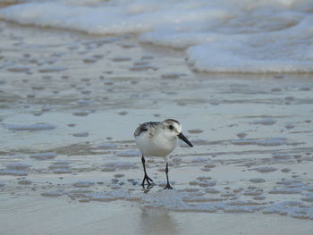 Close-up of seagull perching on shore