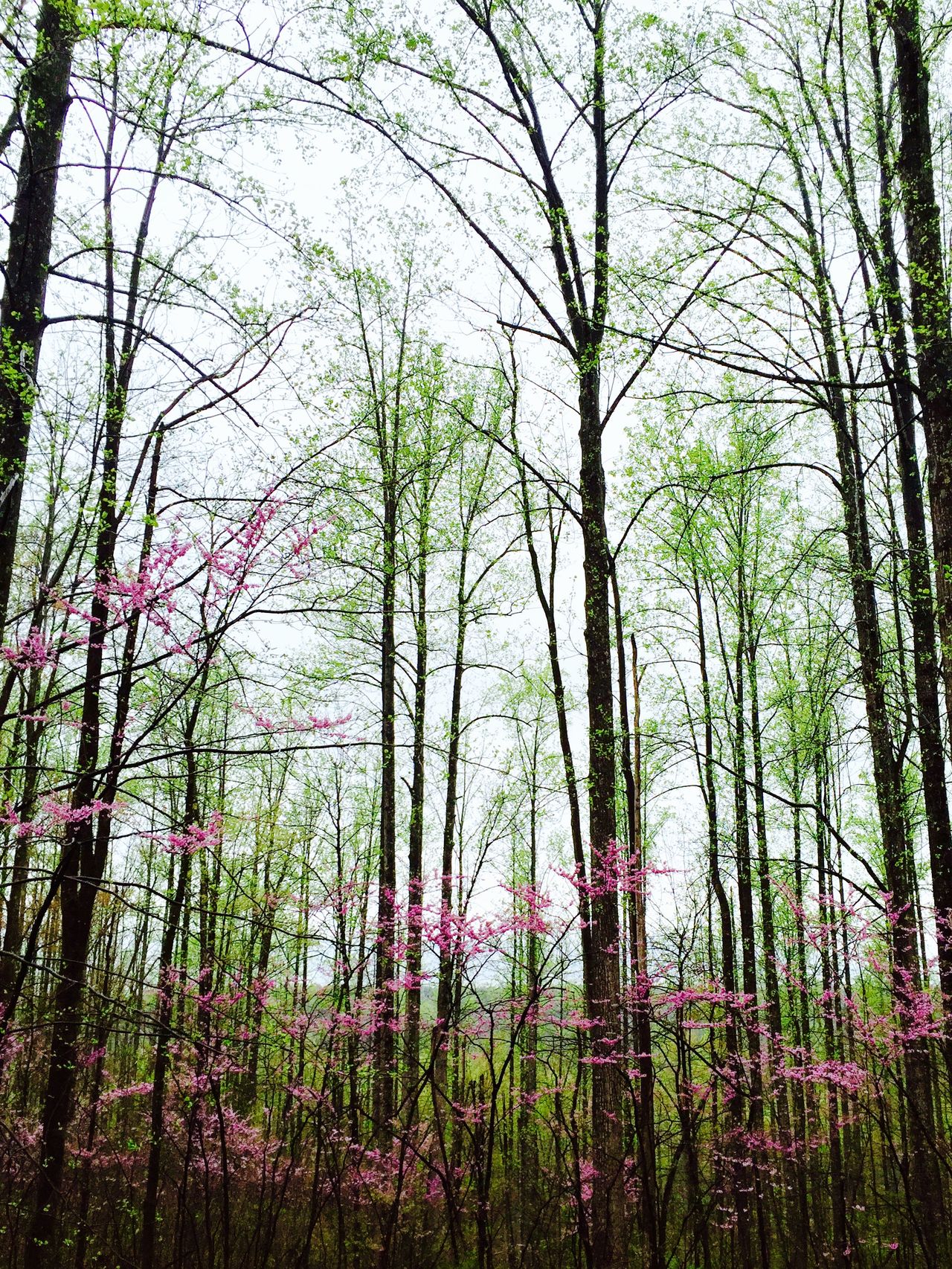 First Leaves