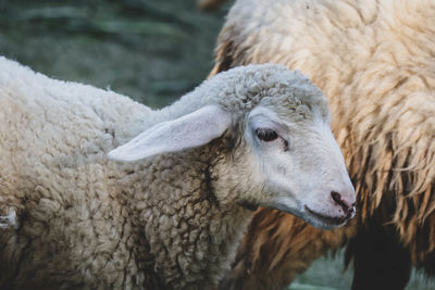 Close-up of an animal